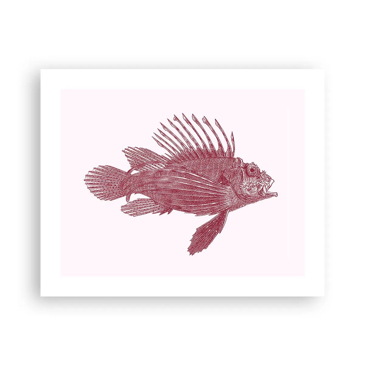 Poszter - Egzotikus vizek lakója - 50x40 cm