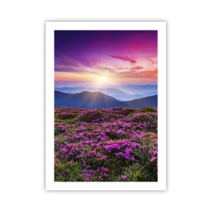 Poszter - A gyógynövények friss fürtjei illatoztak a mezőkről - 50x70 cm