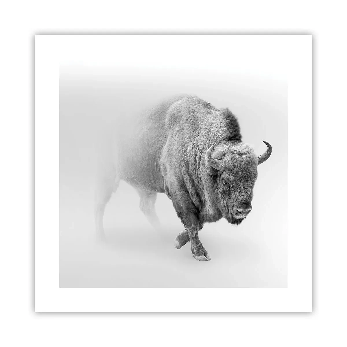 Poszter - A préri királya - 40x40 cm