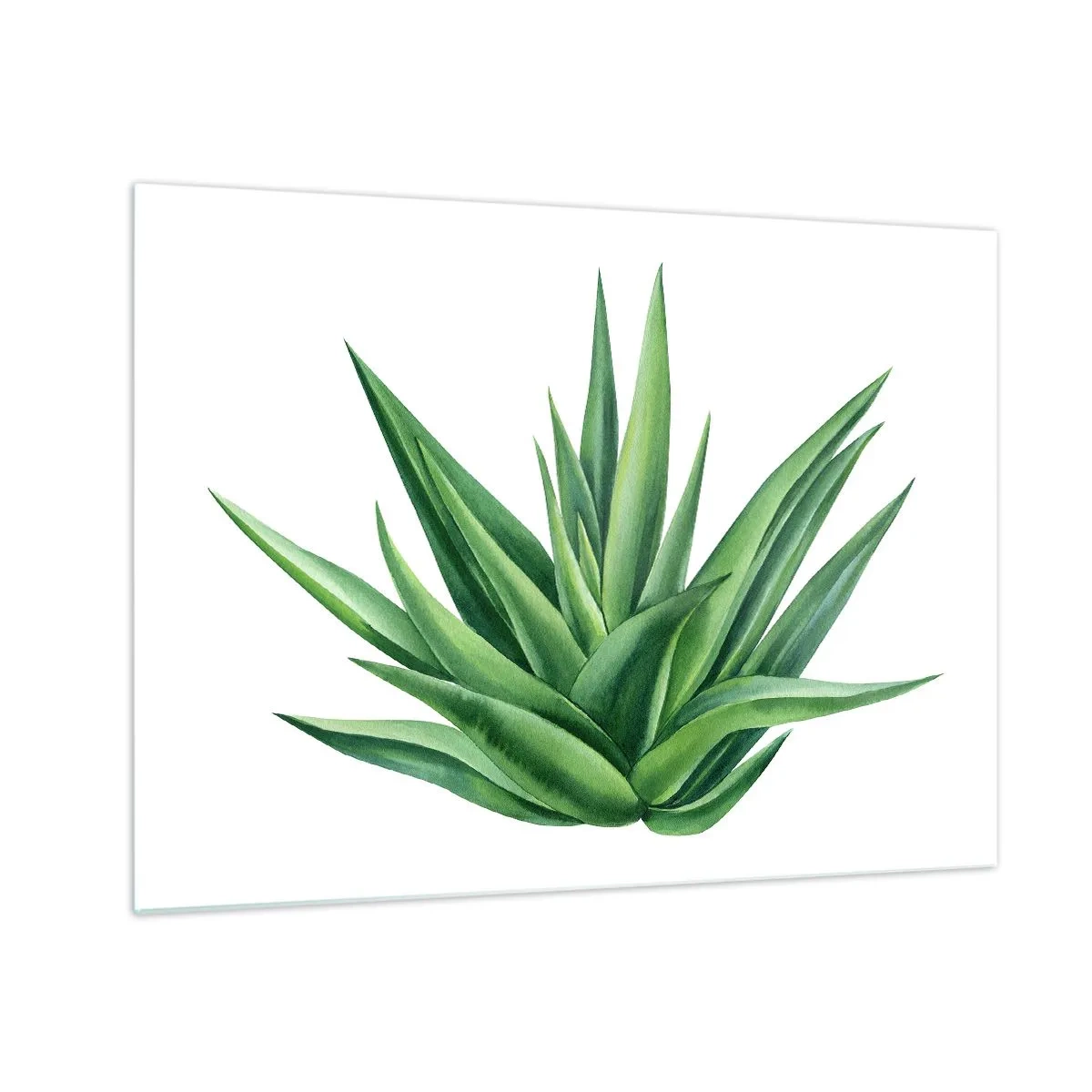 Üveg kép - Egy zöld növény húsos levelekkel fehér alapon - 70x50cm - Zöld - erő - élet - Modern fali dekoráció nappalihoz és hálószobához ARTTOR