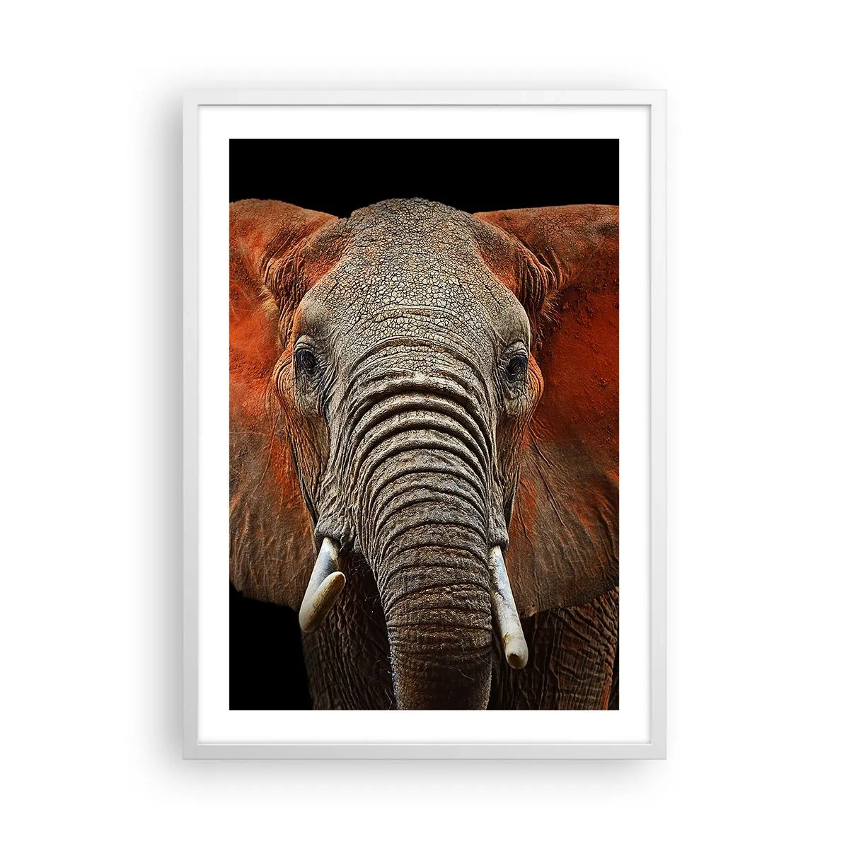 Poszter fekete keretben - Én vad vagyok, és te? - 50x70 cm