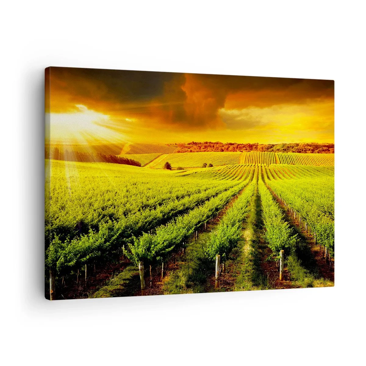 Vászonkép - Ausztrál nap alatt - 70x50 cm