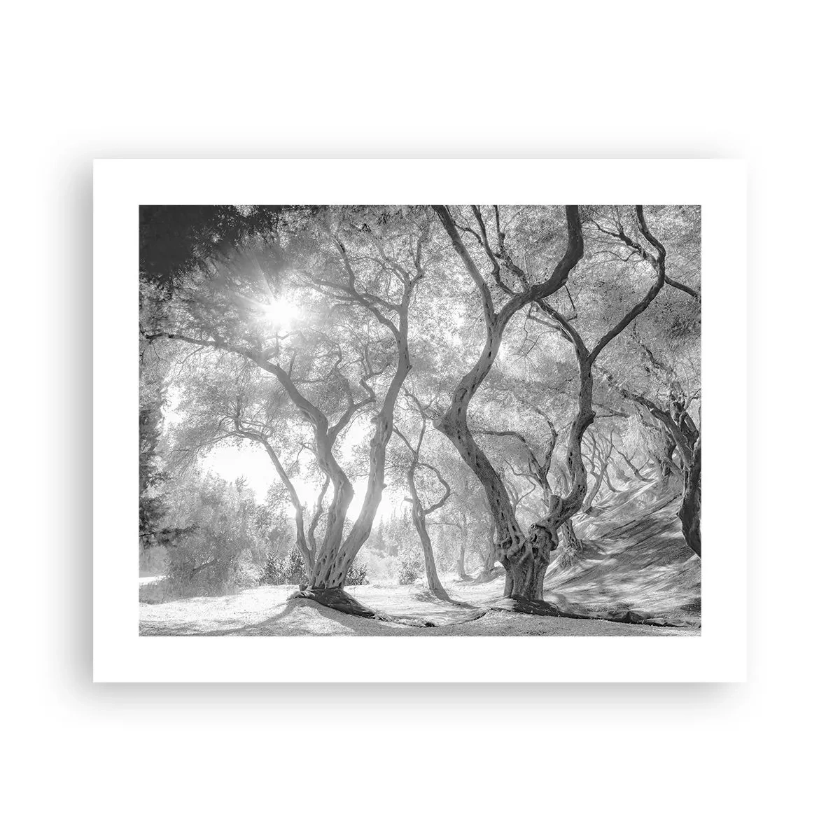 Poszter - Egy olajfaligetben - 50x40 cm
