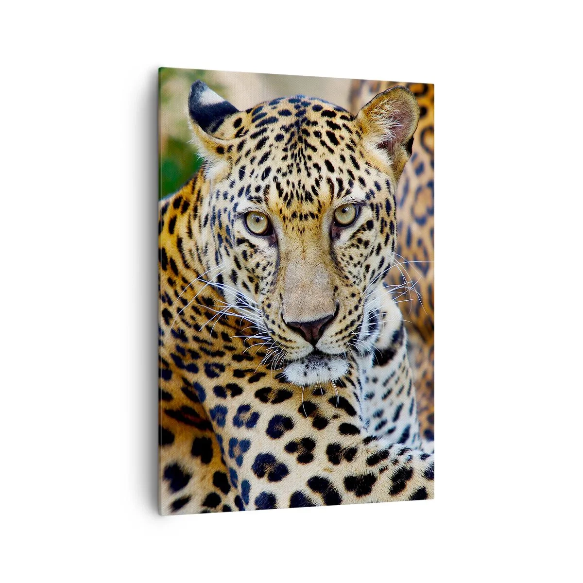 Vászonkép - Vad és nyugott - 70x100 cm