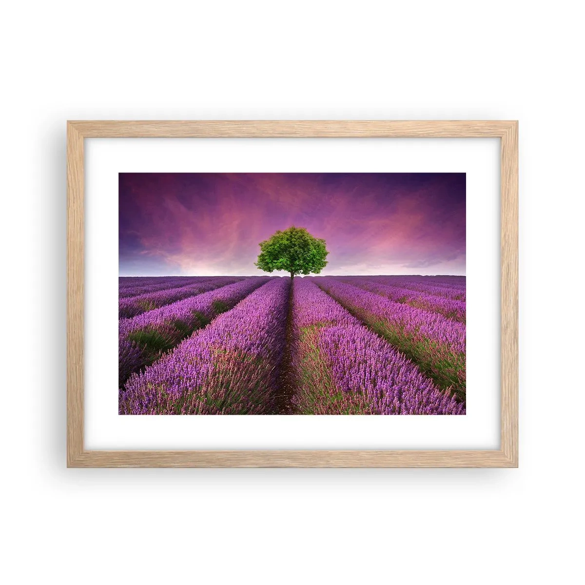 Poszter világos tölgy keretben - Levendulaföldeken - 40x30 cm