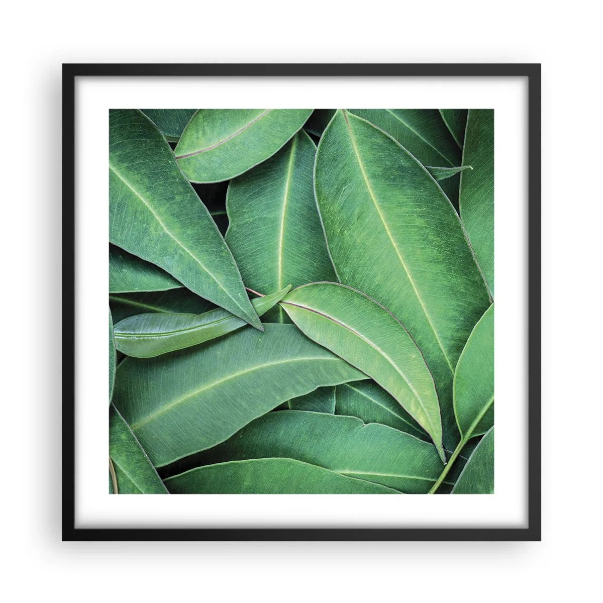 Poszter fehér keretben - Lédús és friss - 50x50 cm