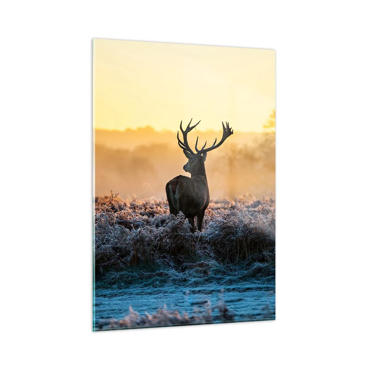 Üveg kép - Megkoronázott a birtokán - 50x70 cm