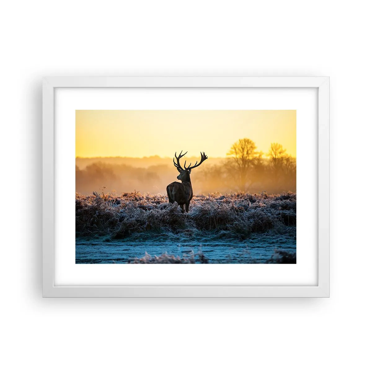 Poszter fekete keretben - Megkoronázott a birtokán - 40x30 cm