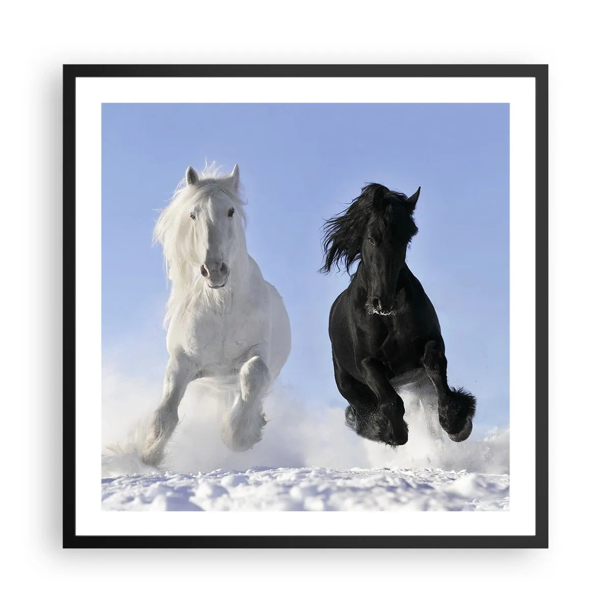 Poszter fehér keretben - Fekete-fehér galopp - 60x60 cm