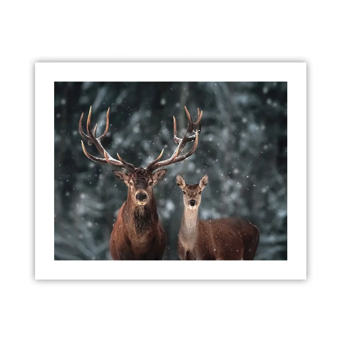 Poszter - Az erdő ura a feleségével - 50x40 cm