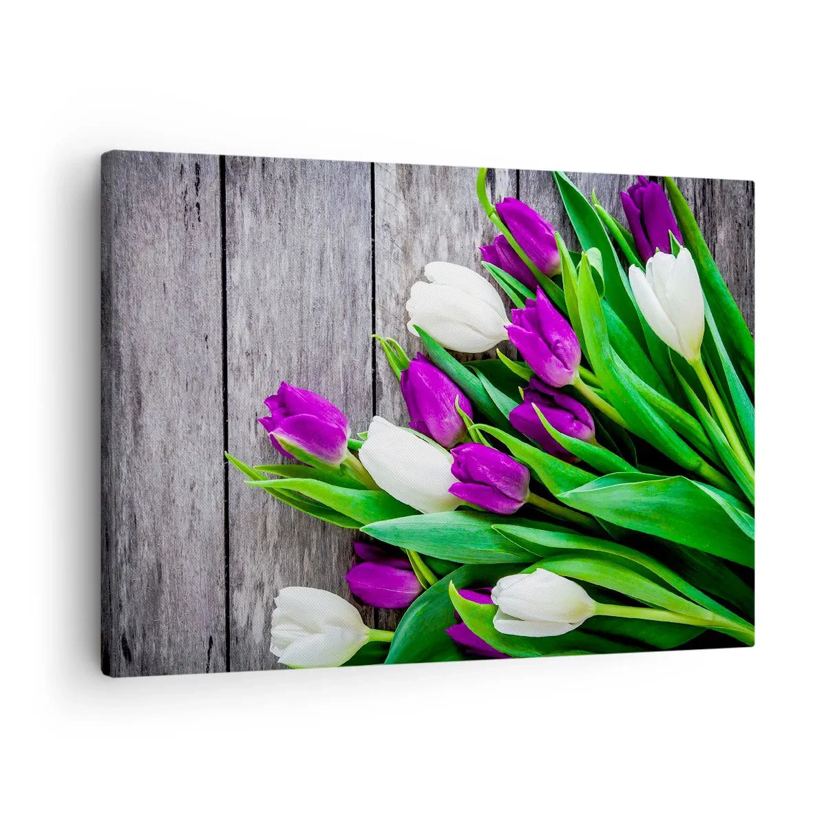 Vászonkép - Egy csokor lila és fehér tulipánok fából készült háttéren - 70x50cm - Egy tavaszi ünnep napján - Modern fali dekoráció nappalihoz és hálószobához ARTTOR