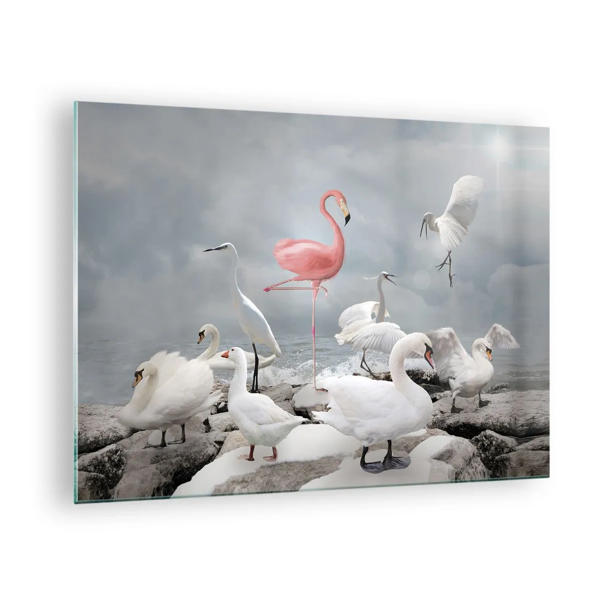 Üveg kép - Egy rózsaszín flamingó fehér hattyúk és gémek között a víz ellen - 70x50cm - Hogy kerültem ide? - Modern fali dekoráció nappalihoz és hálószobához ARTTOR