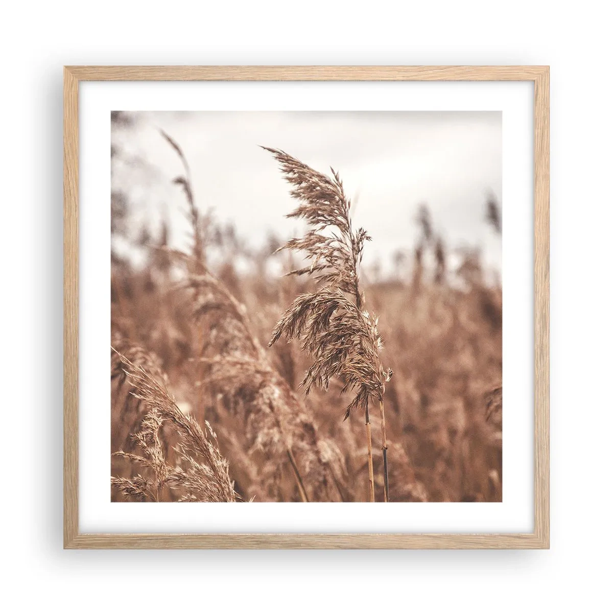 Poszter világos tölgy keretben - Ősz van már a mezőkön - 50x50 cm