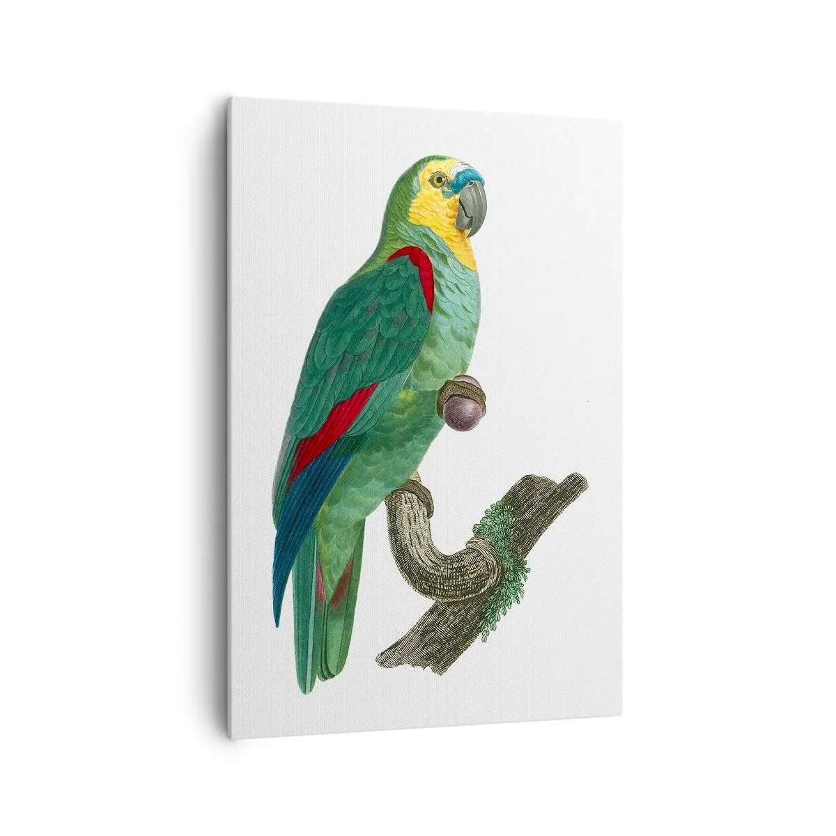 Vászonkép - Papagáj portré - 70x100 cm