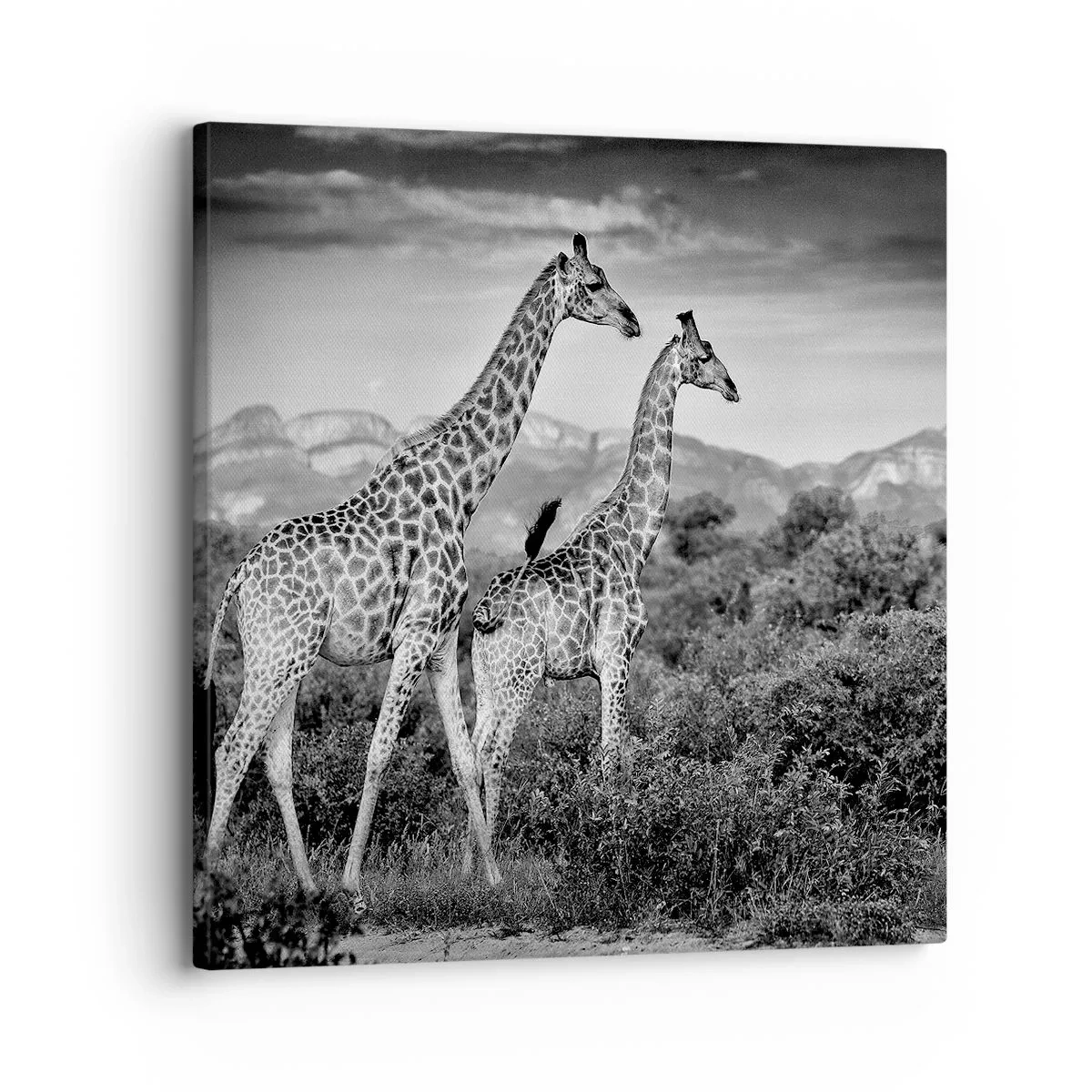 Vászonkép - Magas rangok Afrikában - 30x30 cm