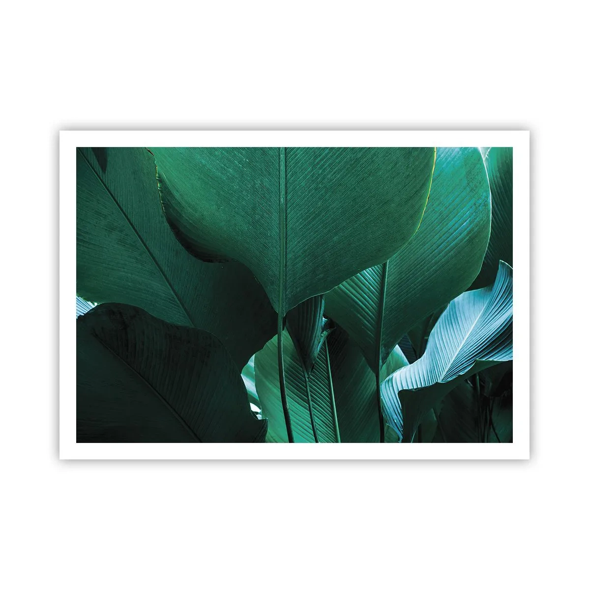 Poszter - A fény felé nézve - 100x70 cm