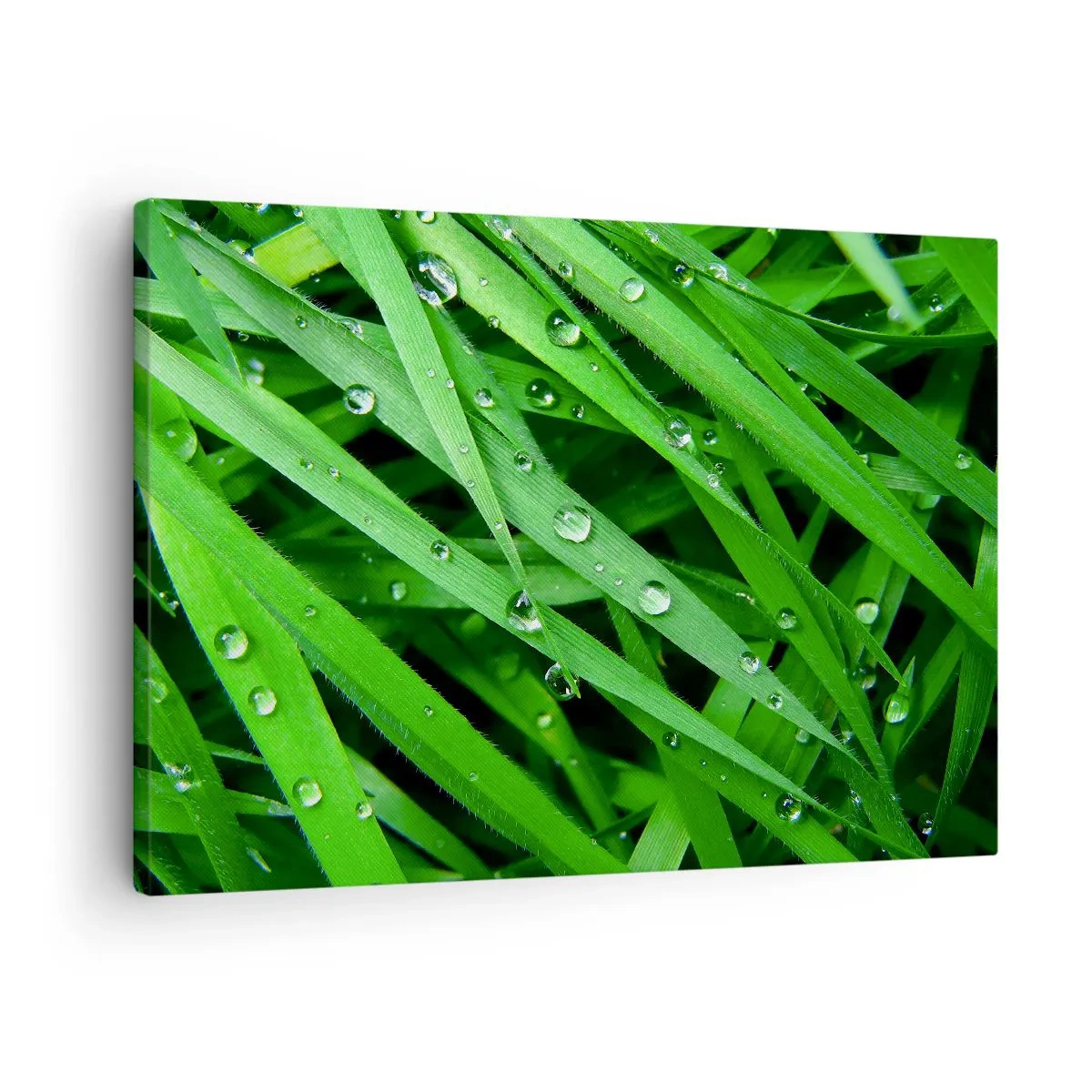 Vászonkép - Zöld fűszálak közeli képe harmatcseppekkel - 70x50cm - Játssz zöldet - Modern fali dekoráció nappalihoz és hálószobához ARTTOR