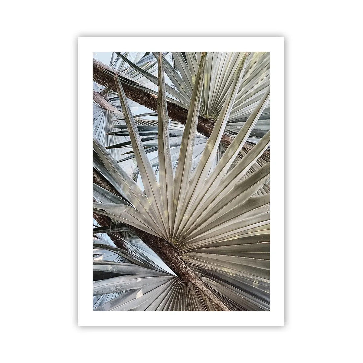 Poszter - Legyező a trópusokon - 50x70 cm