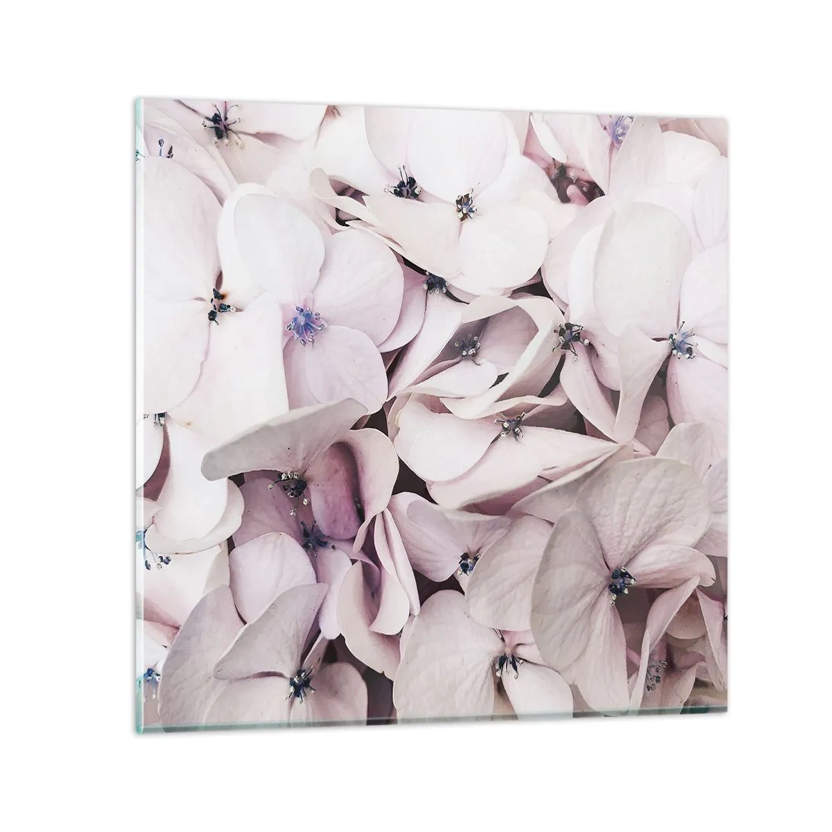 Üveg kép - A virágok áradatában - 70x70 cm