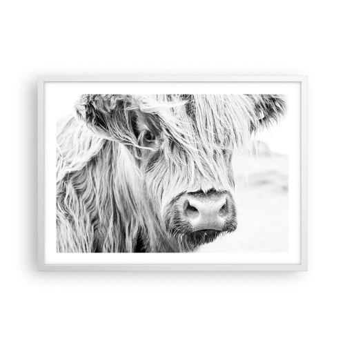 Poszter fekete keretben - Skót vadság - 70x50 cm