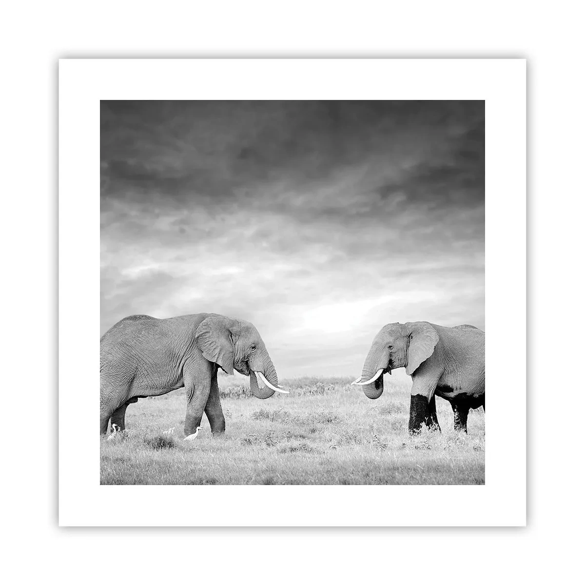 Poszter - A szürke gyönyörű - 40x40 cm