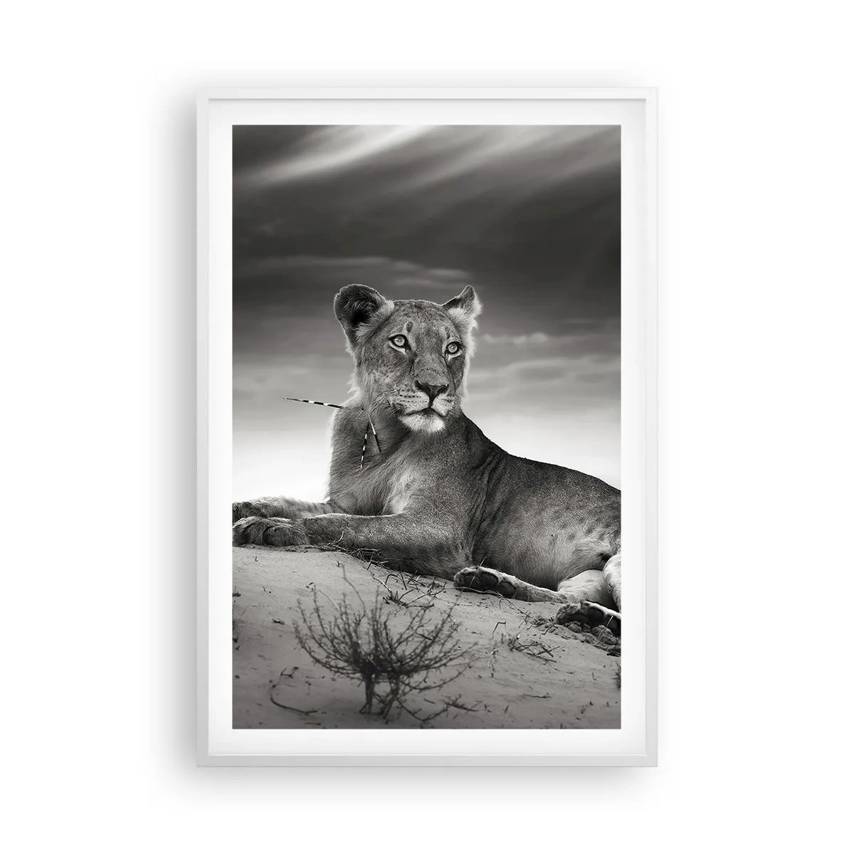 Poszter fekete keretben - A sivatagi királynő pihenése - 61x91 cm