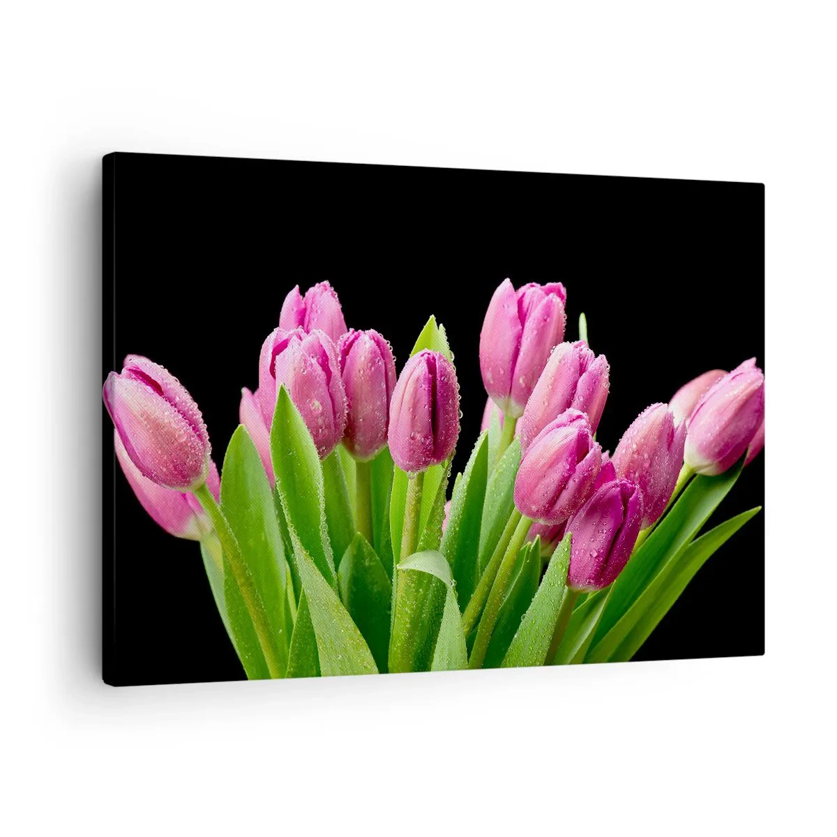 Vászonkép - Rózsaszín tulipánok harmatcseppekkel fekete alapon - 70x50cm - Lila tavaszi öröm - Modern fali dekoráció nappalihoz és hálószobához ARTTOR