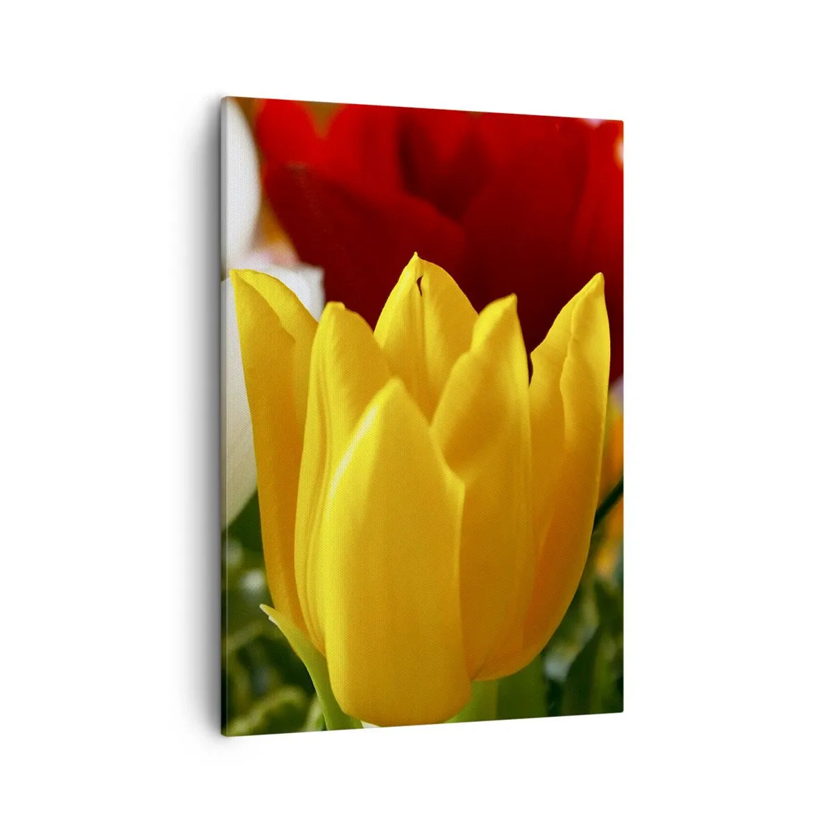 Vászonkép - Tulipán láz - 50x70 cm