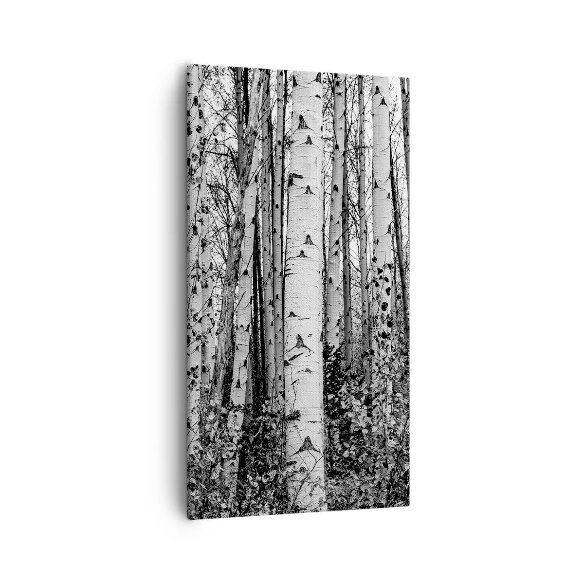 Vászonkép - Nyírfa oszlopsor - 55x100 cm