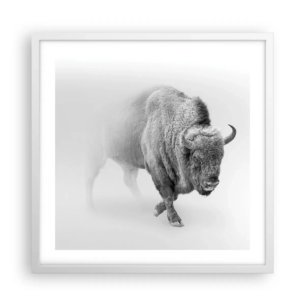 Poszter fekete keretben - A préri királya - 50x50 cm