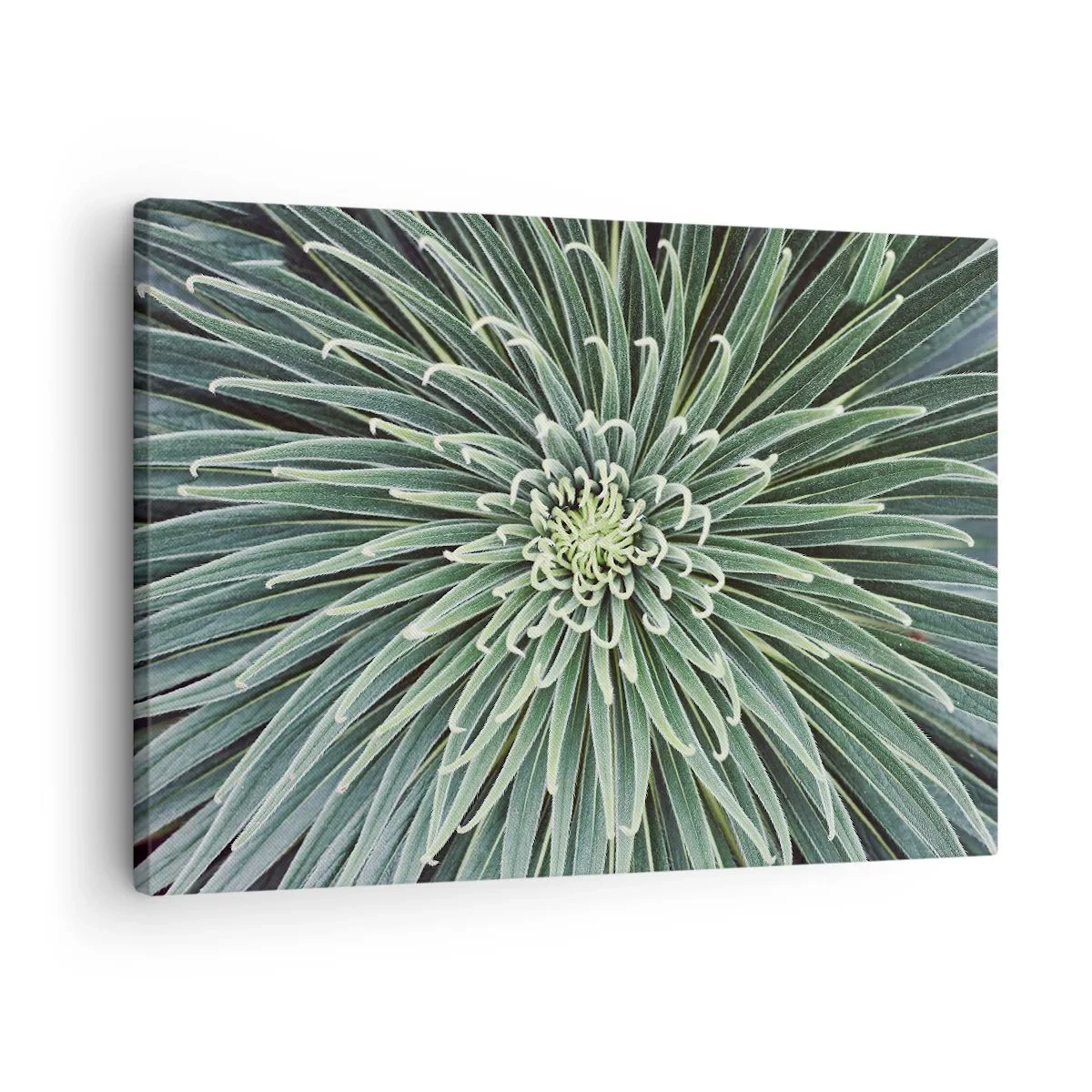 Vászonkép - Csillag születik - 70x50 cm