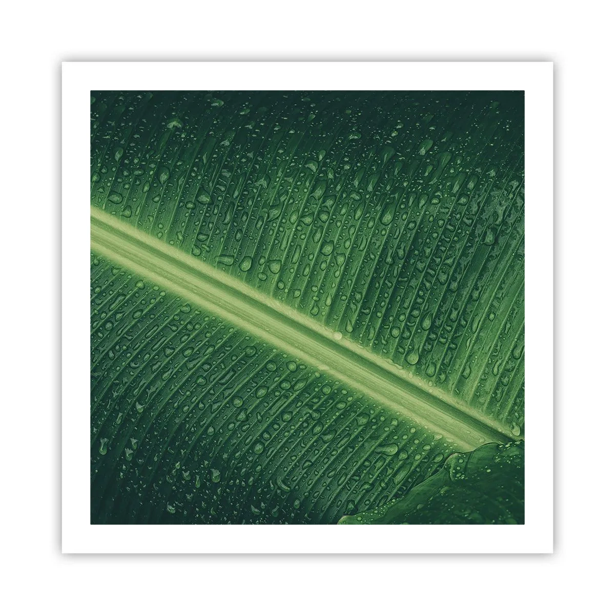 Poszter - A növényzet szerkezete - 60x60 cm