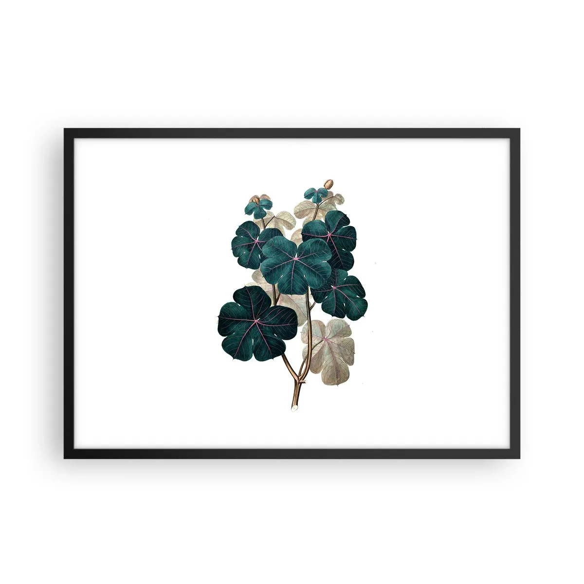 Poszter fehér keretben - Egy régi herbáriumból - 70x50 cm