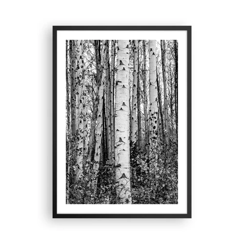 Poszter fehér keretben - Nyírfa oszlopsor - 50x70 cm