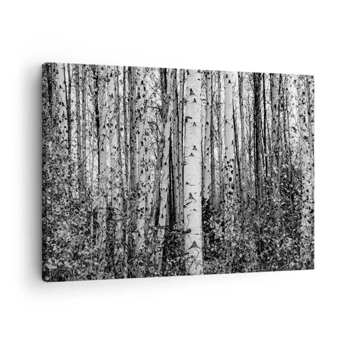 Vászonkép - Nyírfa oszlopsor - 70x50 cm